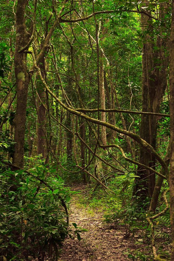 Doğa 608 Yeşil Orman Manzarası