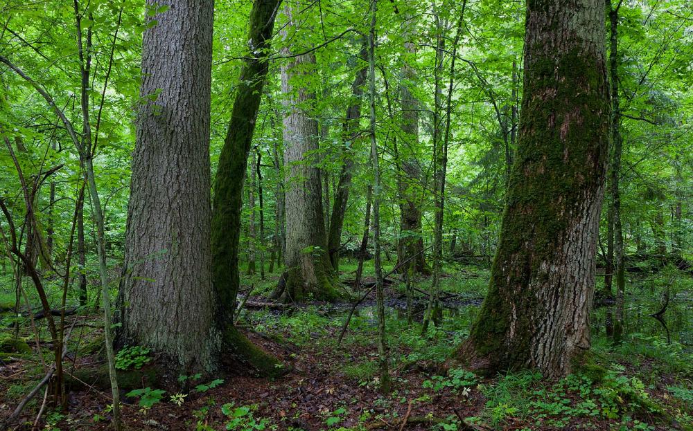 Doğa 633 Yeşil Orman Duvar Kağıdı