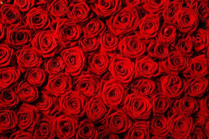 Çiçek 94 Kırmızı Güller Duvar Kağıdı
