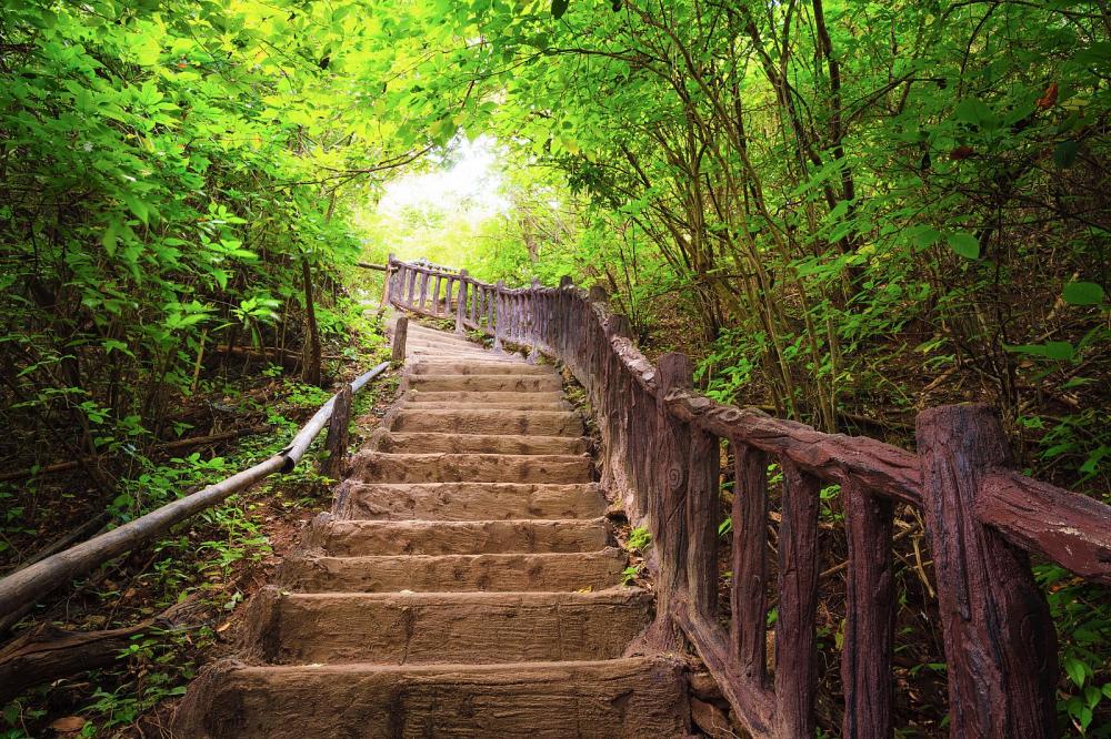 Doğa 556 Orman İçerisinde Merdivenler