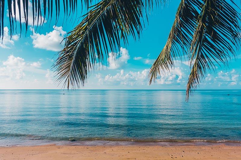Palmiye Yaprakları Mavi Deniz Manzarası
