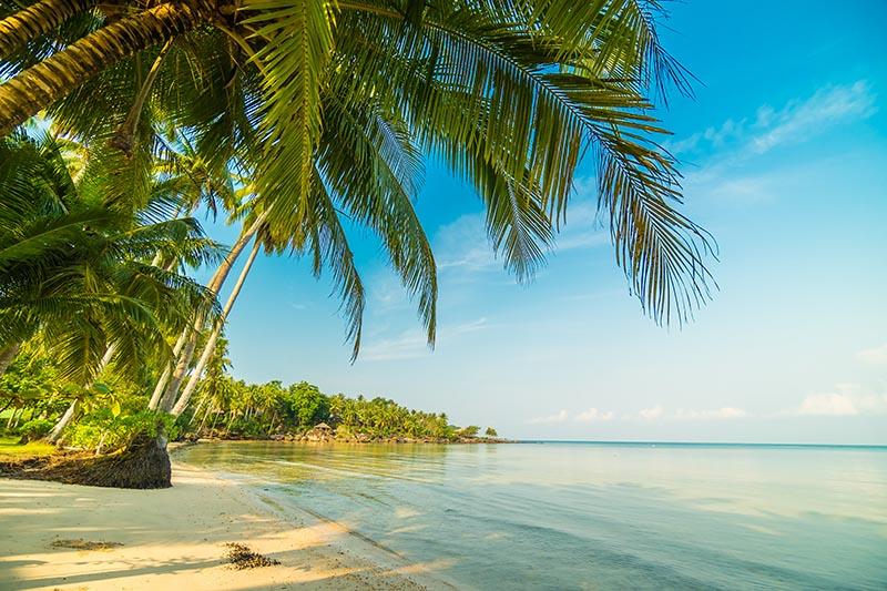 Tropikal Palmiye Ağaçları ve Deniz Manzarası
